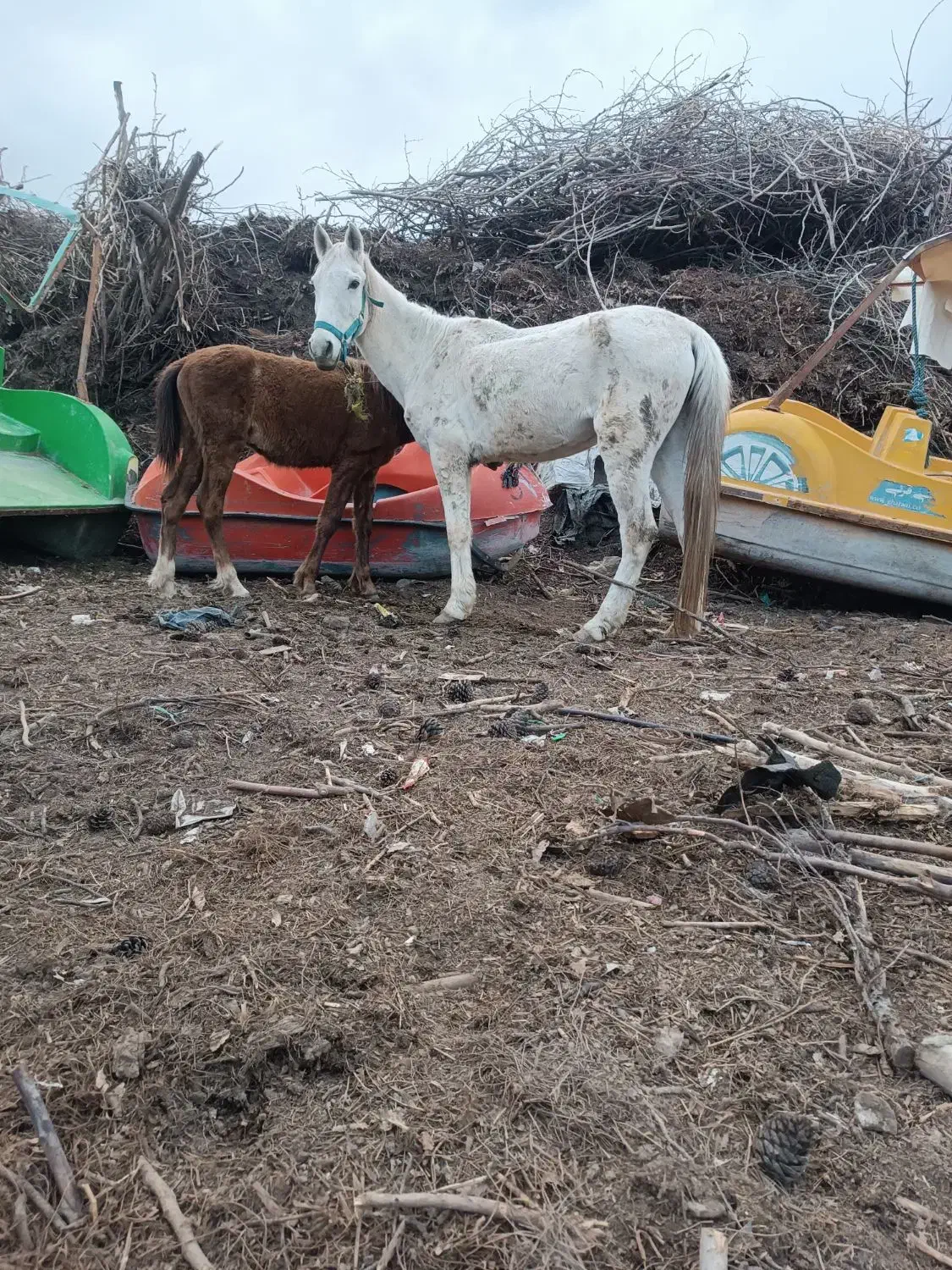 اسب|اسب و تجهیزات اسب‌سواری|مشهد, آبادگران|دیوار