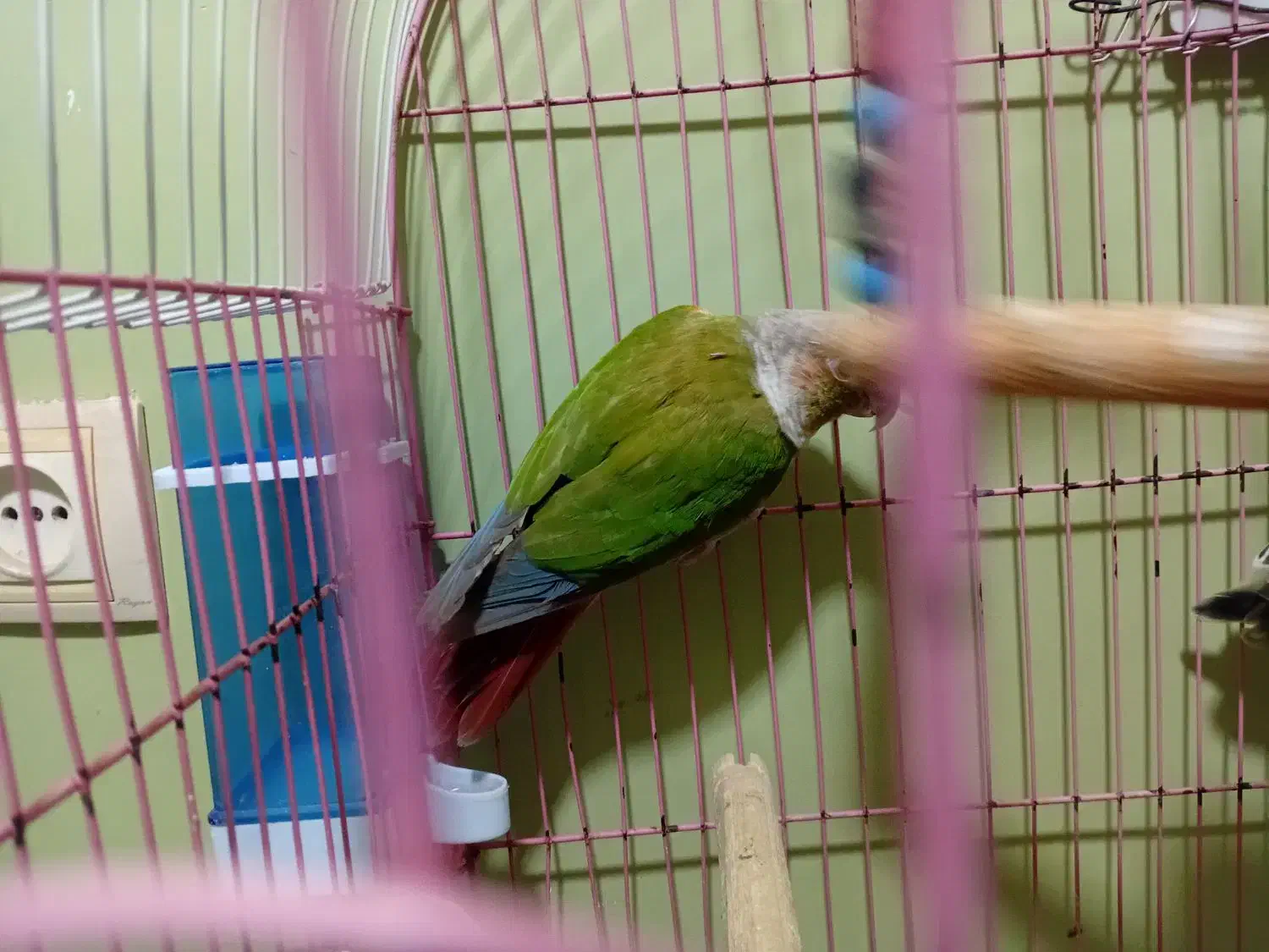 گرینجیک نر سالم وسر حال سن حدود یه سال ونیم|پرنده|بندر امام خمینی, |دیوار