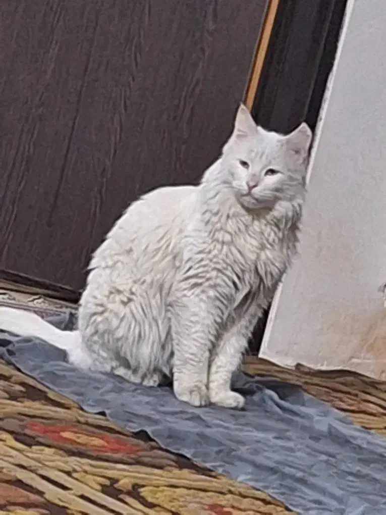 گربه خانگی|گربه|اسلام‌شهر, شهرک قائمیه|دیوار