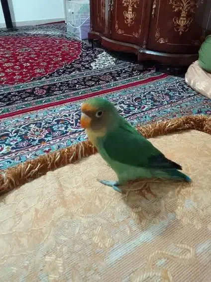 طوطی برزیلی سخنگو|پرنده|پیشوا, |دیوار