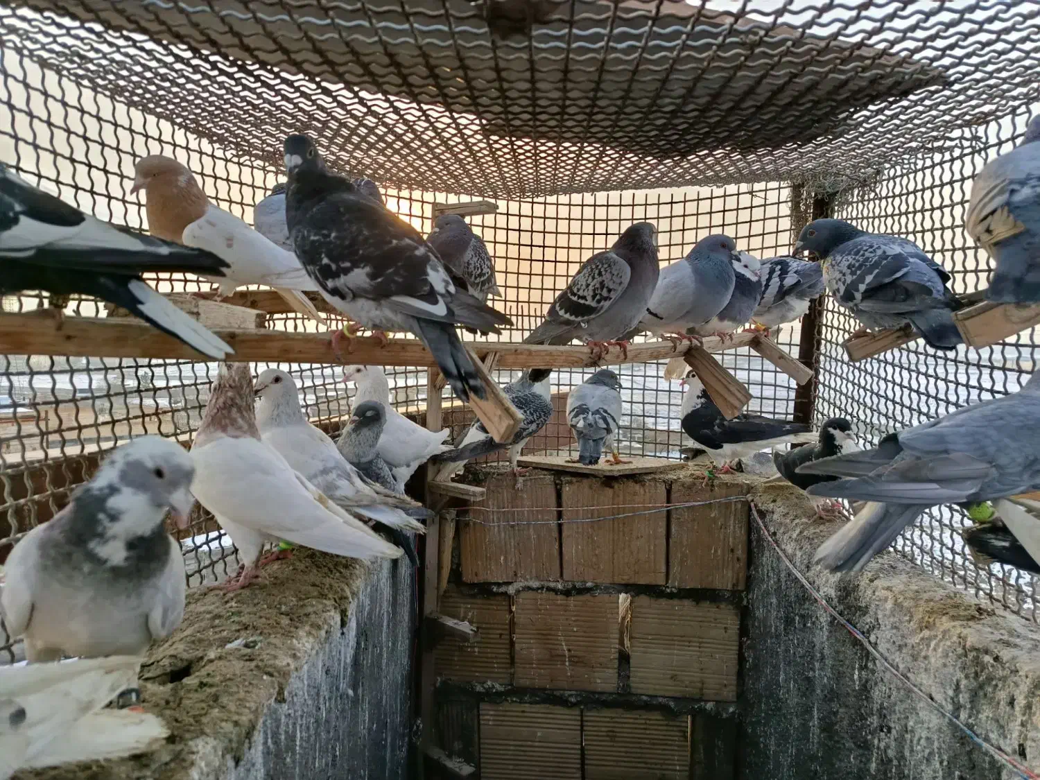 کفتر بوم پرشی|پرنده|مشهد, نوید|دیوار