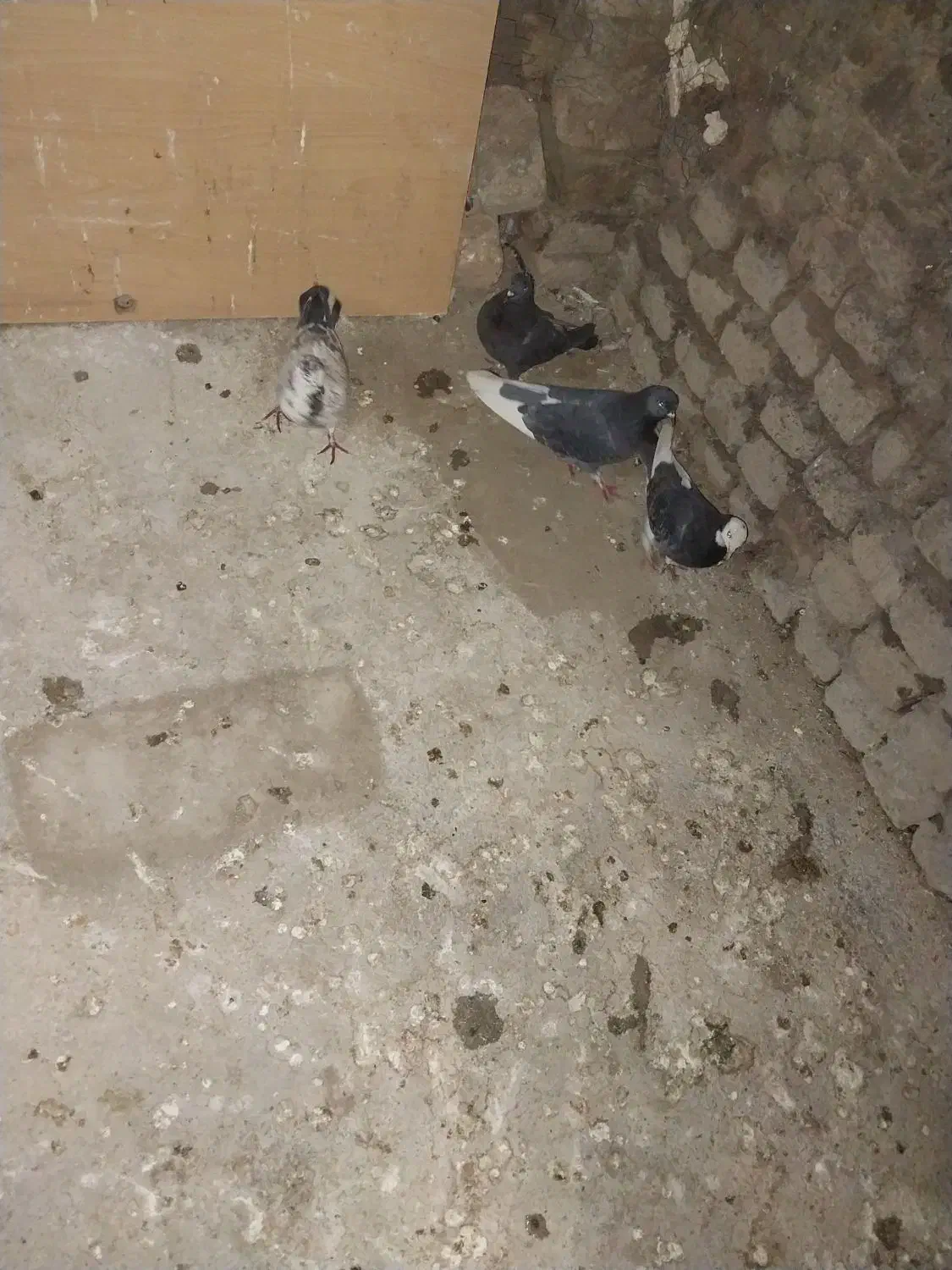 سالم بشرت پرشت|پرنده|دورود, |دیوار