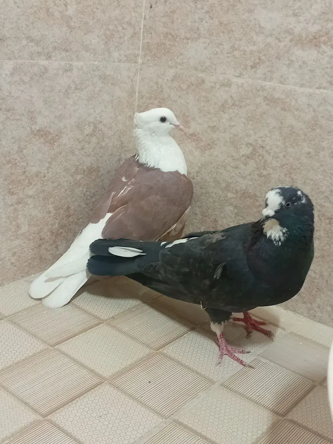 کفتر کبوتر|پرنده|تربت‌حیدریه, منصوریه|دیوار