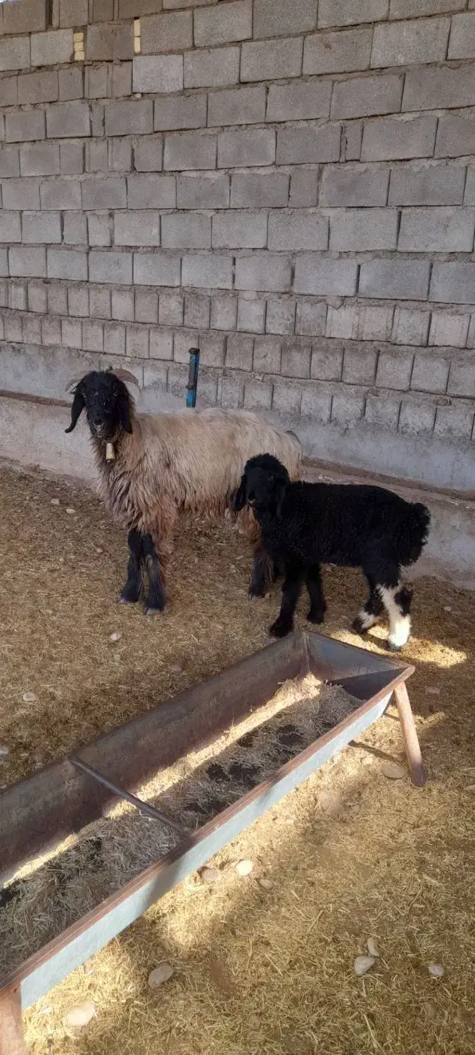 میش داشتی|حیوانات مزرعه|مسجد سلیمان, |دیوار