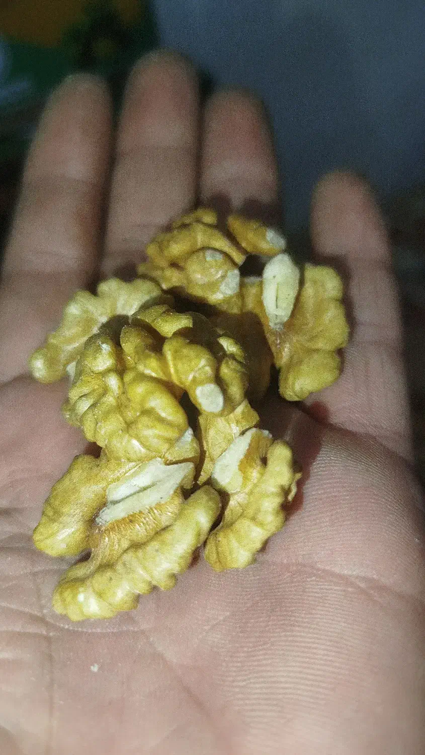 معز گردو|خوردنی و آشامیدنی|تهران, میرداماد|دیوار