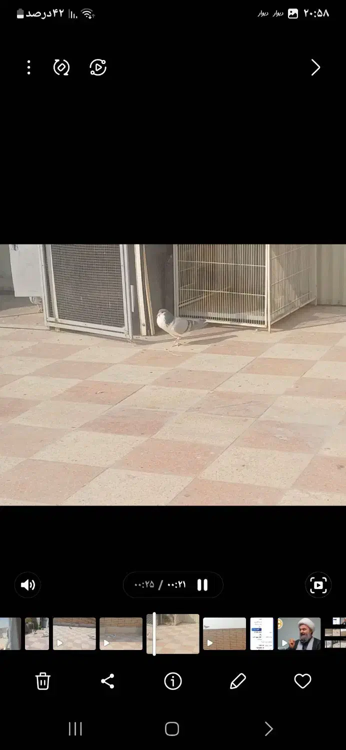 فروش پرنده|پرنده|اصفهان, قهجاورستان|دیوار