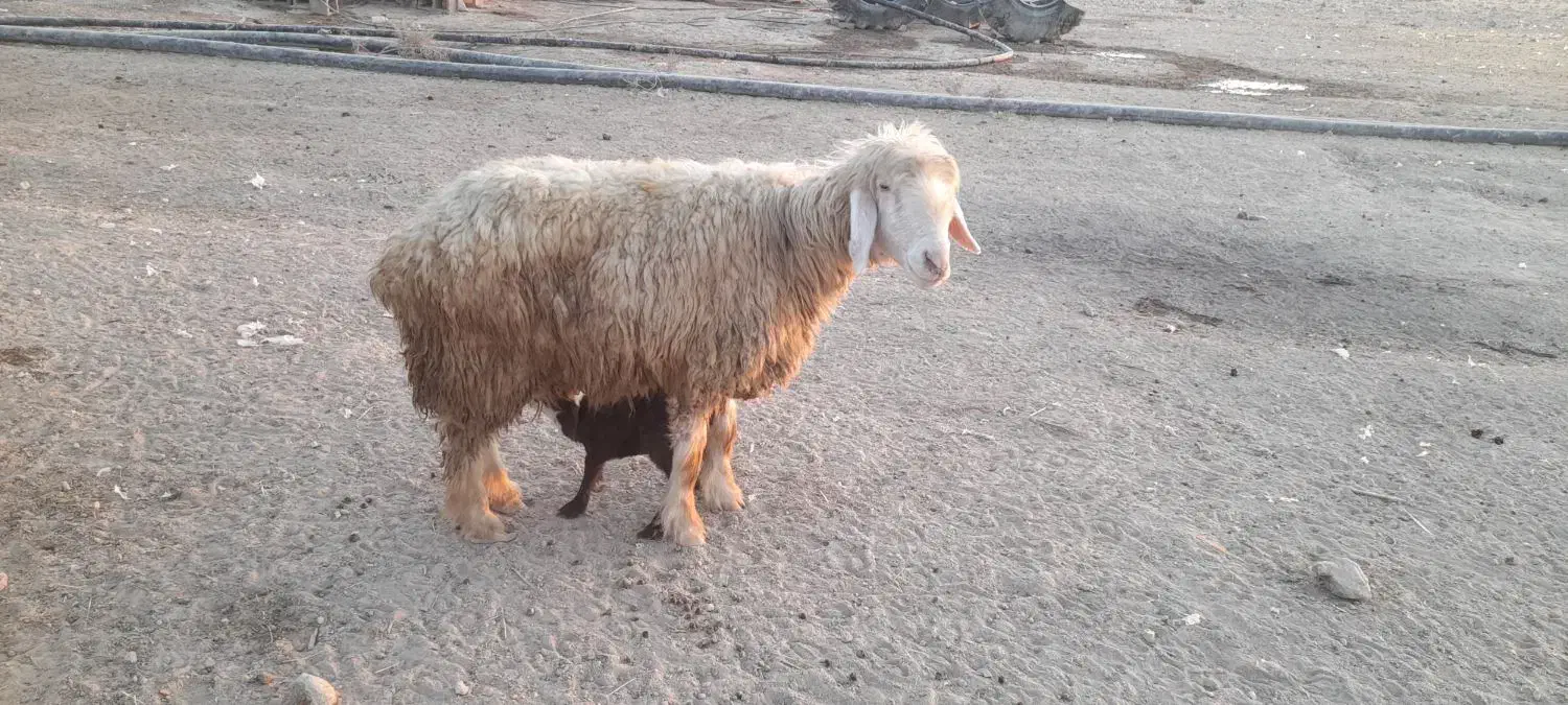 میش بره دار|حیوانات مزرعه|قیروکارزین, |دیوار