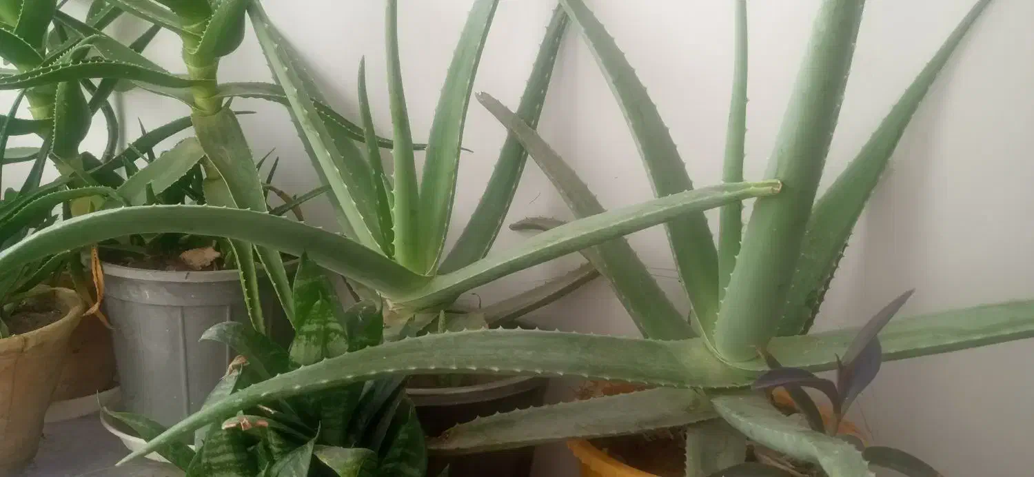 گل آلوورا|گل و گیاه طبیعی|نیشابور, گنبد سبز|دیوار