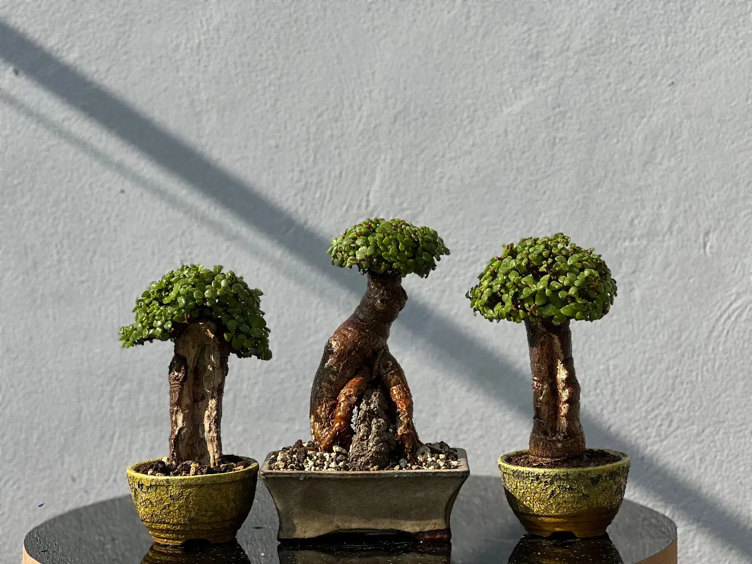 درختچه بنسای خرفه جید کراسولا|گل و گیاه طبیعی|تهران, نجات اللهی|دیوار