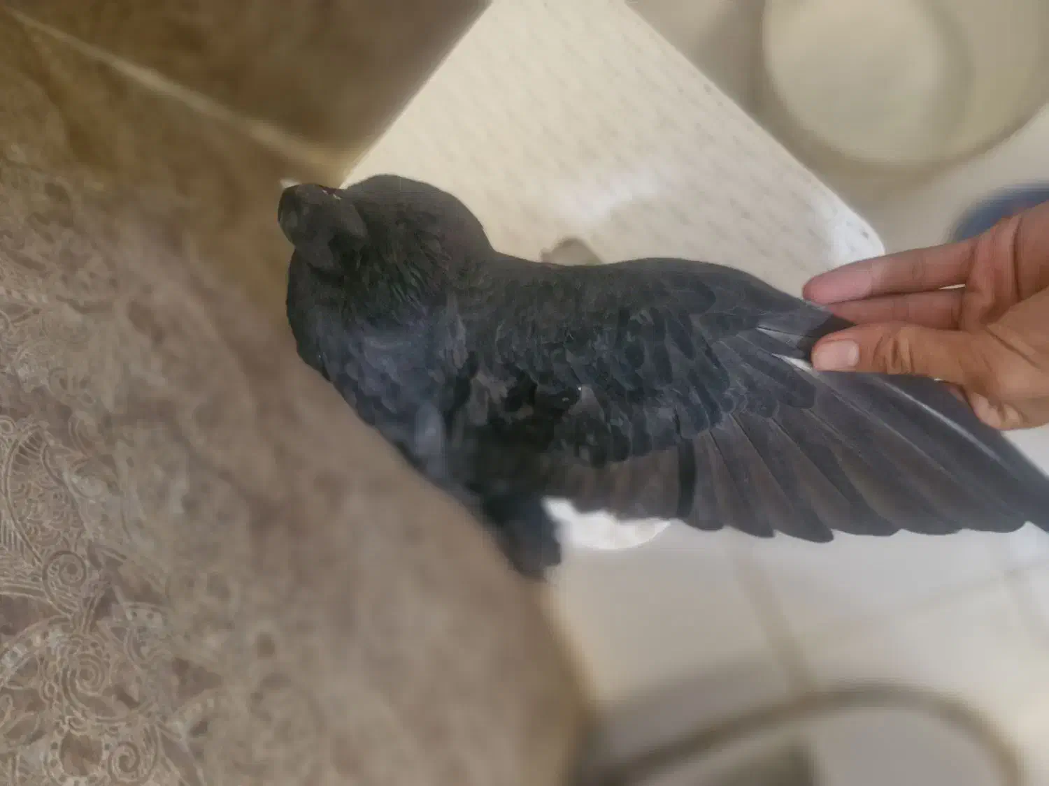 کفتر زاغ|پرنده|تهران, نیروی دریایی|دیوار