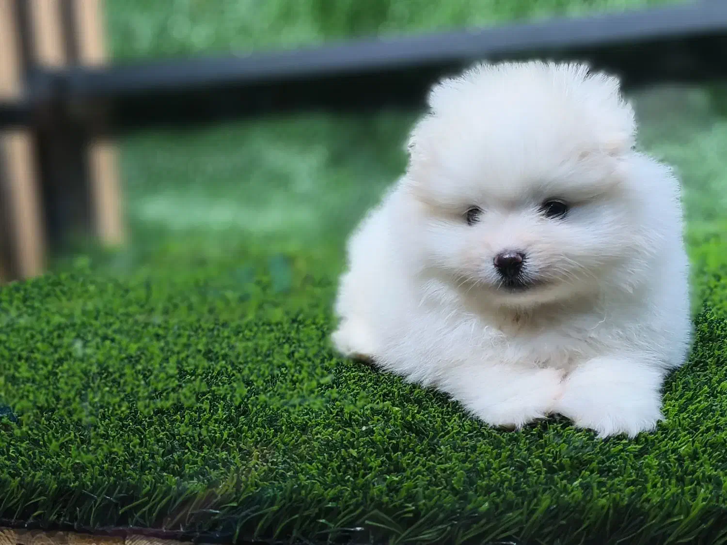 سگ پامرین خرسی روباهی عروسکی پودل|سگ|اصفهان, سیچان|دیوار