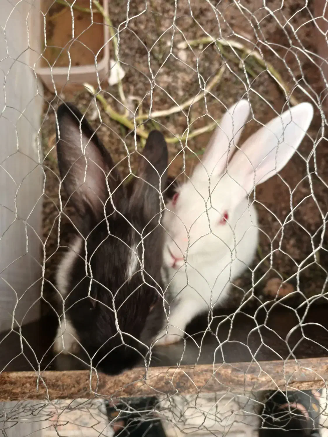 فروش خرگوش|موش و خرگوش|ابهر, |دیوار