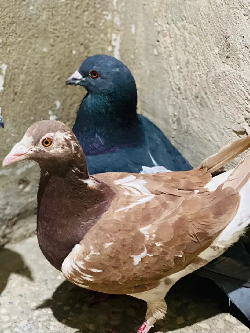 کفتر|پرنده|باسمنج, |دیوار