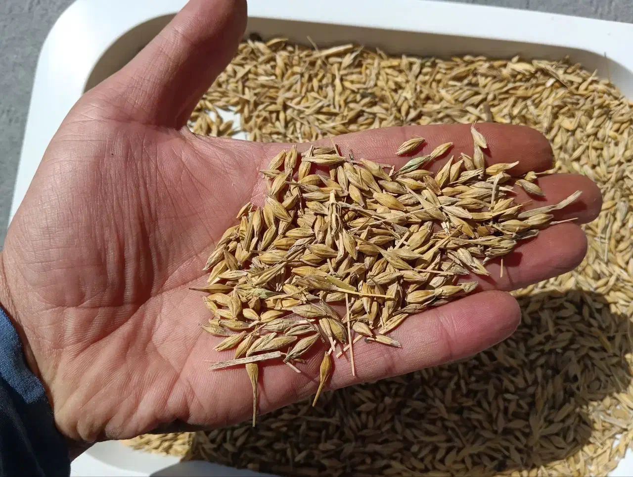 جو مناسب بذر|گل و گیاه طبیعی|کالپوش, |دیوار