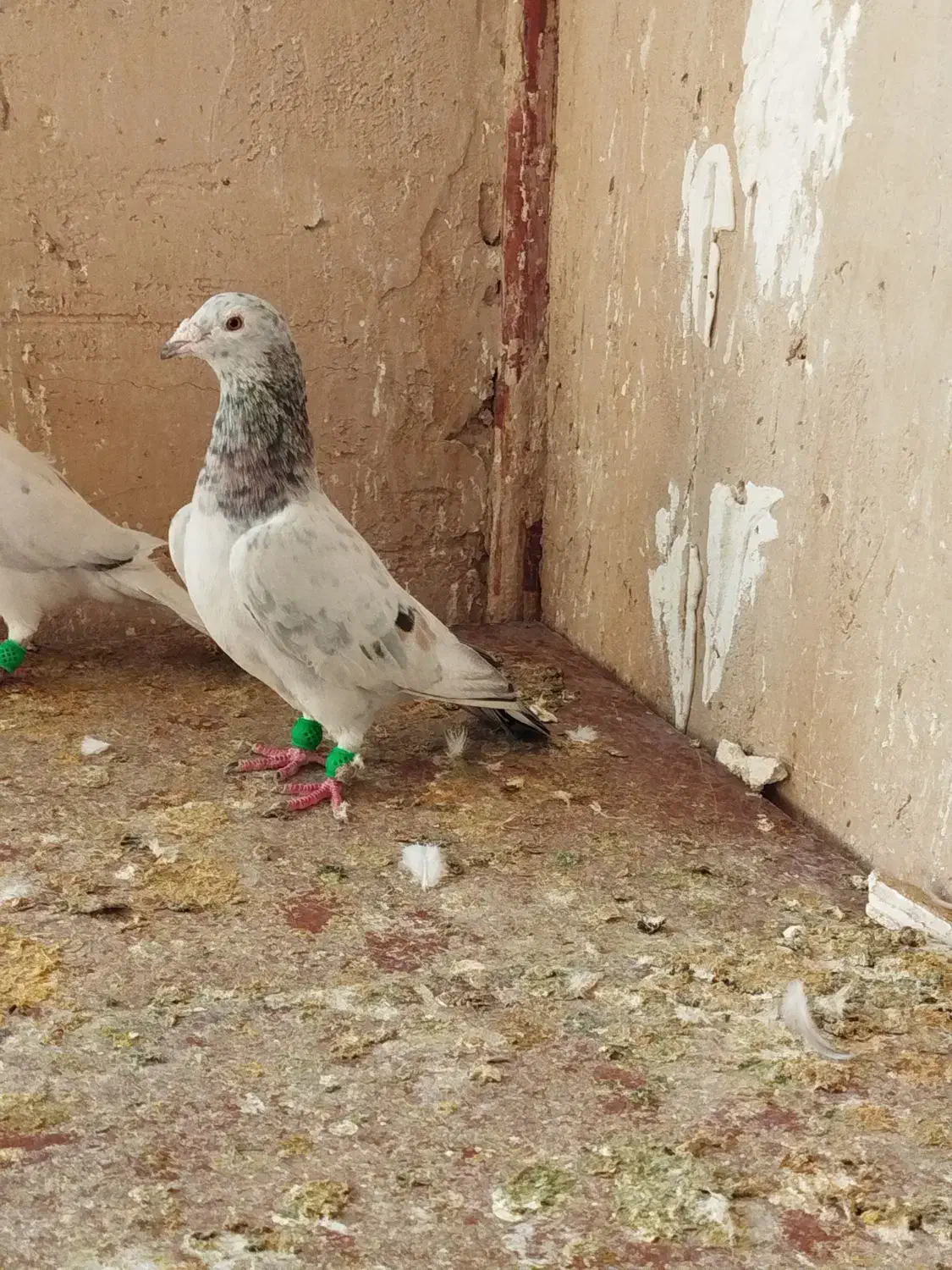 باسلام|پرنده|مشهد, شهرک مهر آباد|دیوار