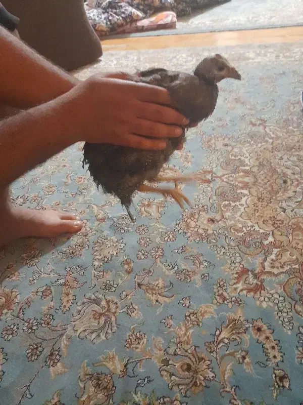 مرغ شاخدار|حیوانات مزرعه|تهران, بهمن یار|دیوار