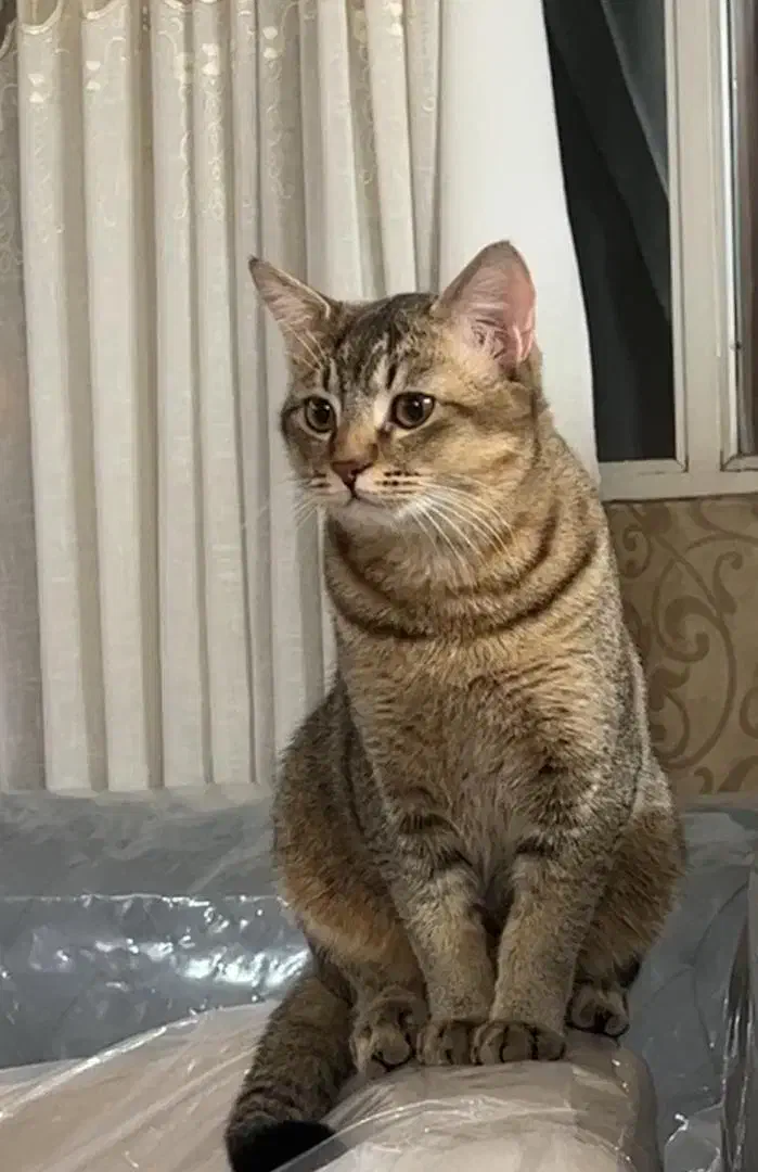 گربه اسکاتیش|گربه|اصفهان, شیخ اشراق|دیوار