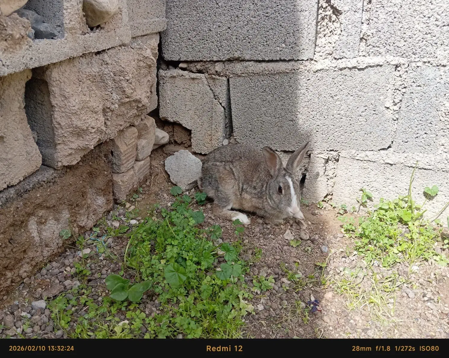 خرگوش کوهی|موش و خرگوش|دوگنبدان, |دیوار