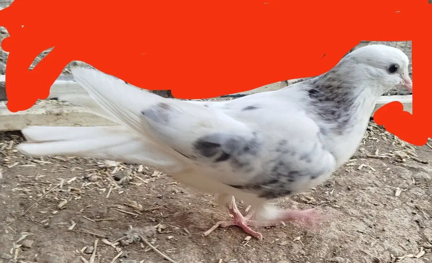 هما|حیوانات|سردرود, |دیوار