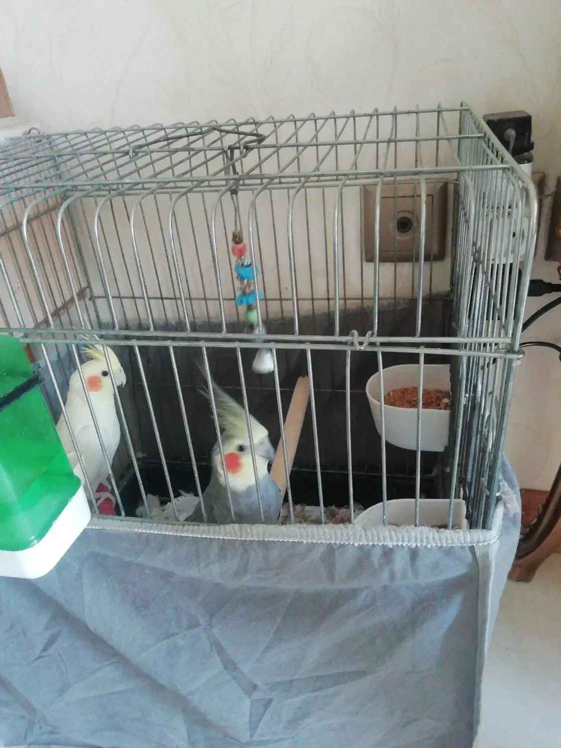 عروس هلندی|پرنده|تهران, سازمان برنامه جنوبی|دیوار