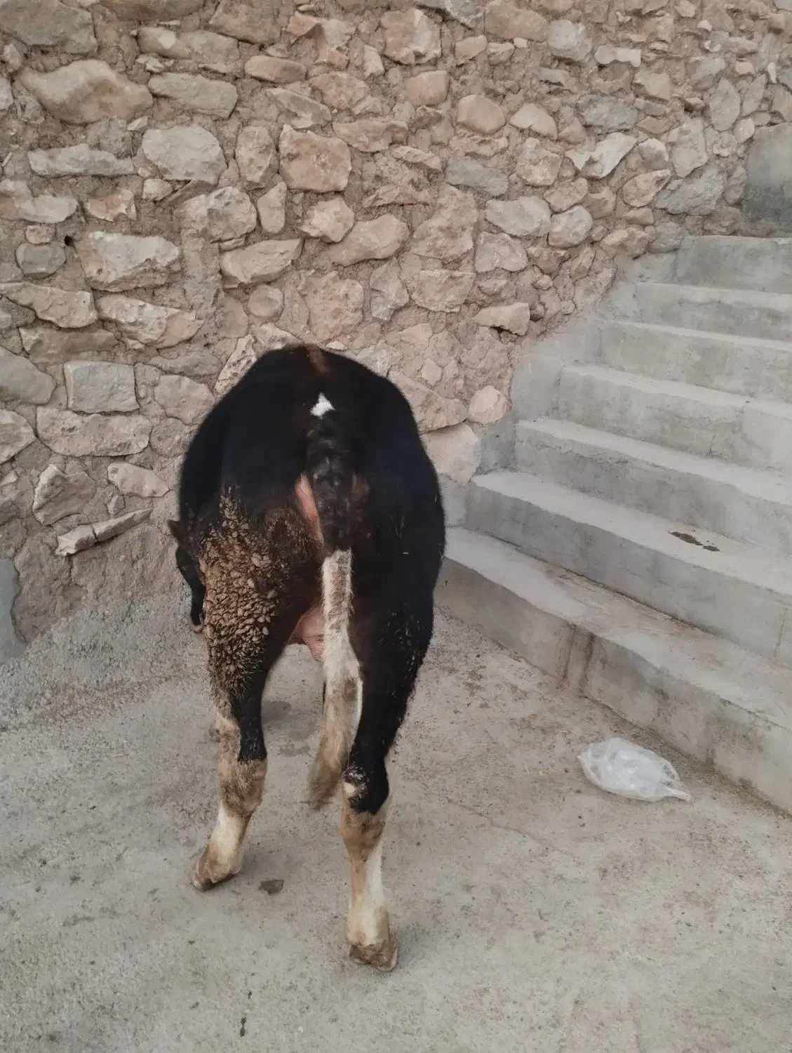 گوساله نر سیمین تال|حیوانات مزرعه|نورآباد, |دیوار