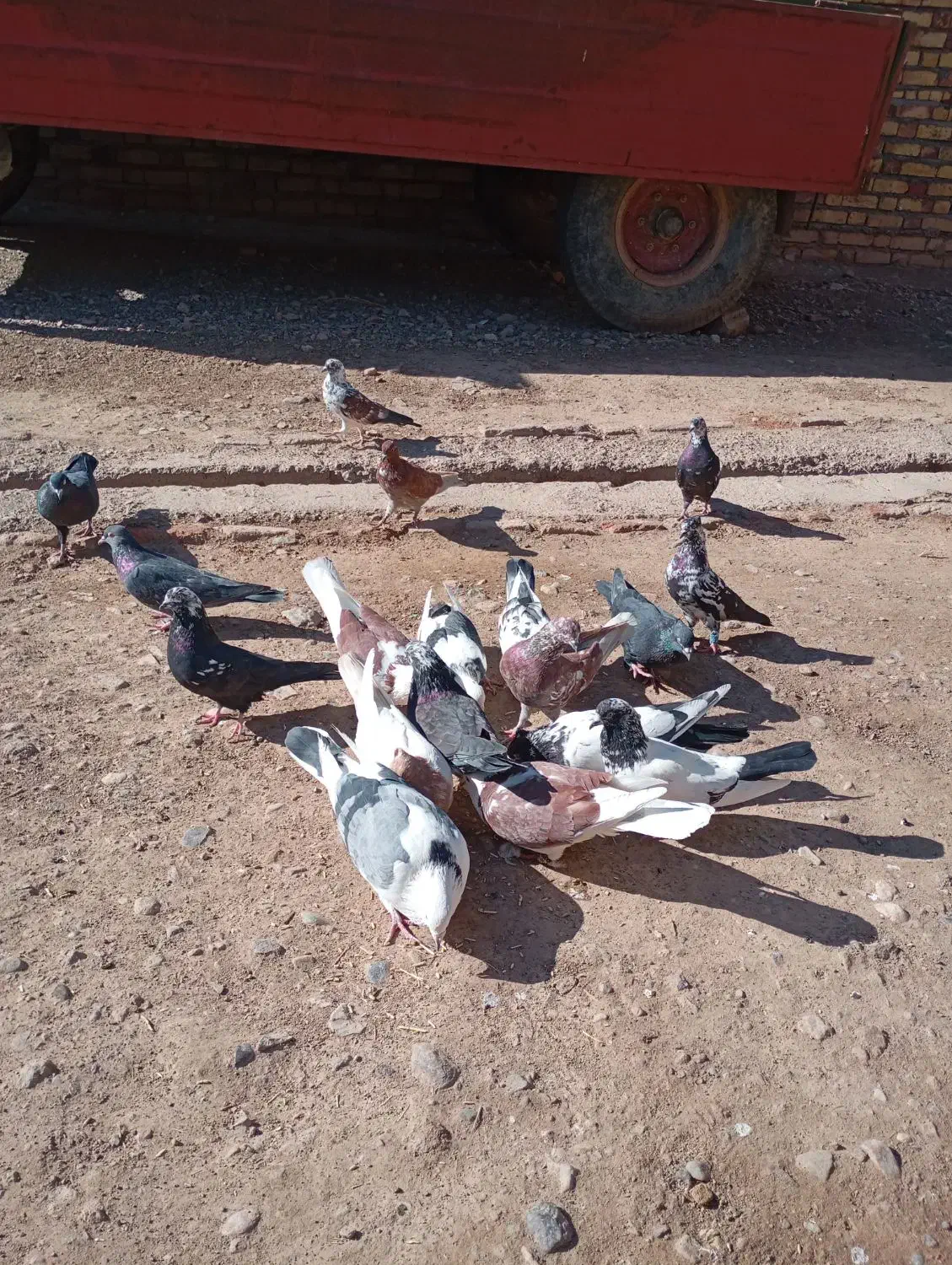 کبوترای بسیار سالم|پرنده|افشار, |دیوار