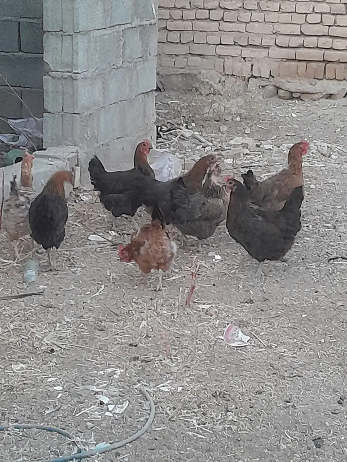 مرغ .تعدادی فریح ۷ماهه .جوان تازه تخم میزارن|حیوانات مزرعه|مرند, |دیوار