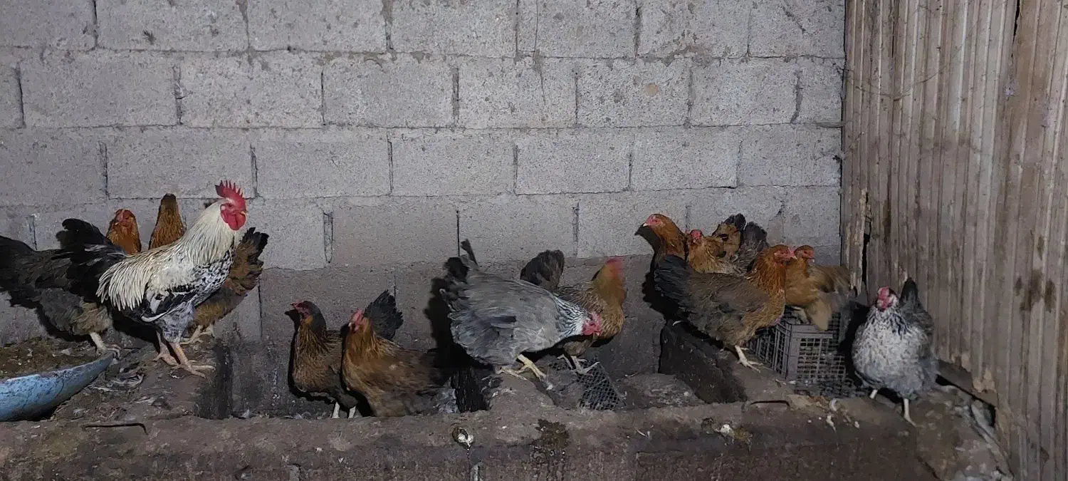 مرغ محلی تخم گذار|حیوانات مزرعه|رودبنه, |دیوار