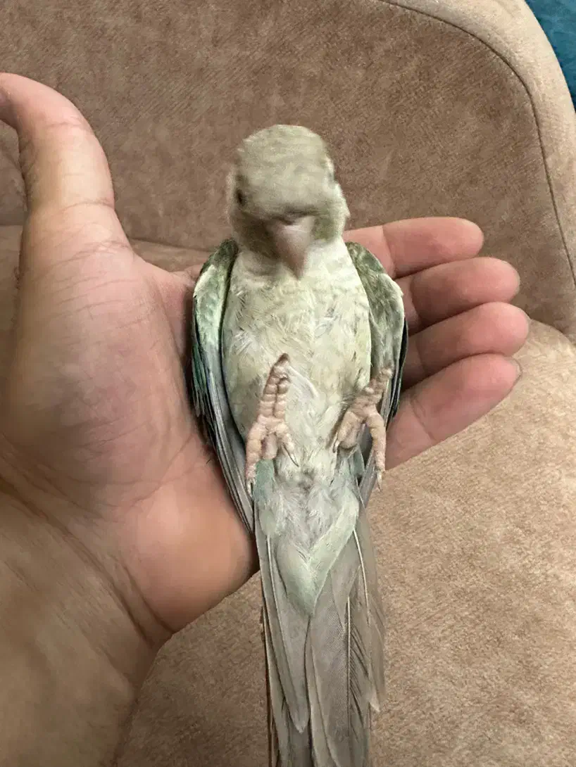 فروش وخریدارطوطی کاسکوملنگوشاه طوطی لوری عروس فنچ|پرنده|تهران, اتابک|دیوار