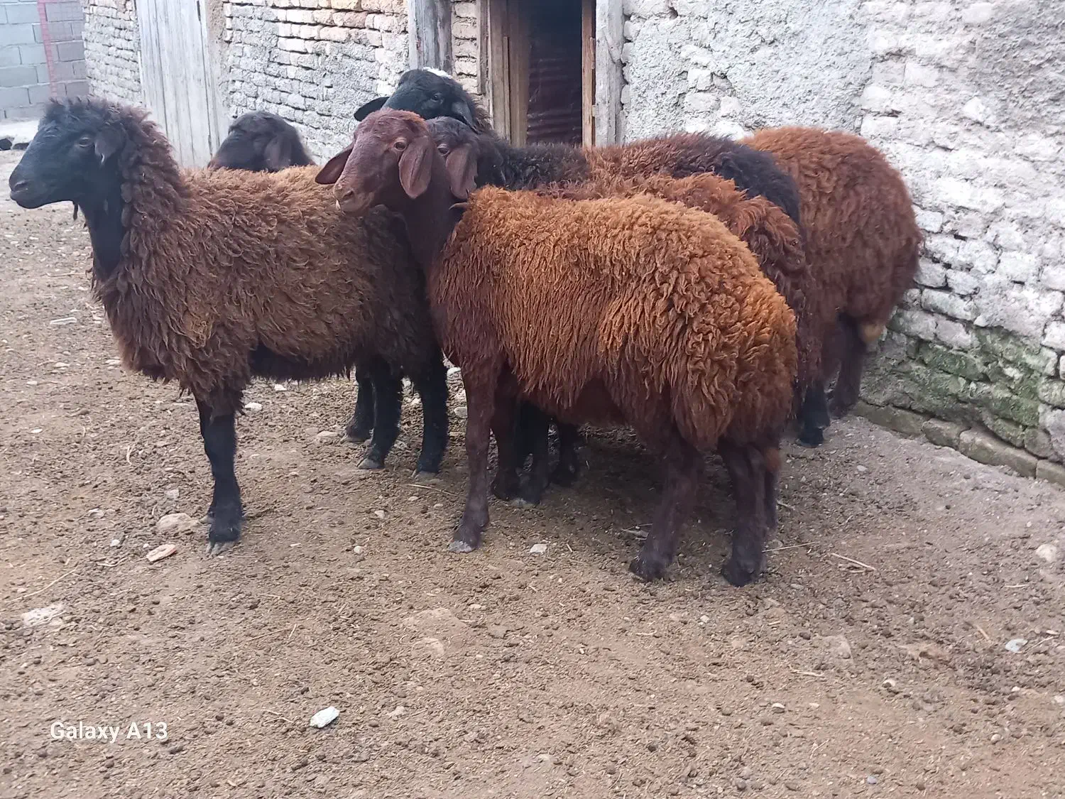 ۶عدد بره ماده جنس قزل افشار درجه یک فوری|حیوانات مزرعه|سیجوال, |دیوار