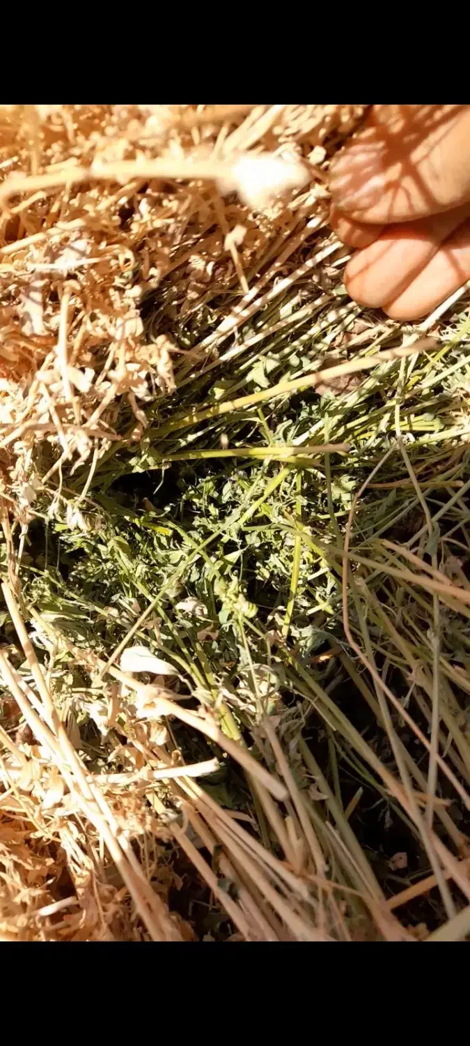 یونجه صدرصد خالص چین دوم|لوازم جانبی حیوانات|خوی, |دیوار