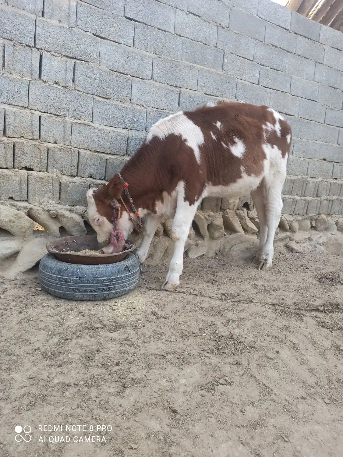 خریدار واقعی تماس|حیوانات مزرعه|مراوه, |دیوار