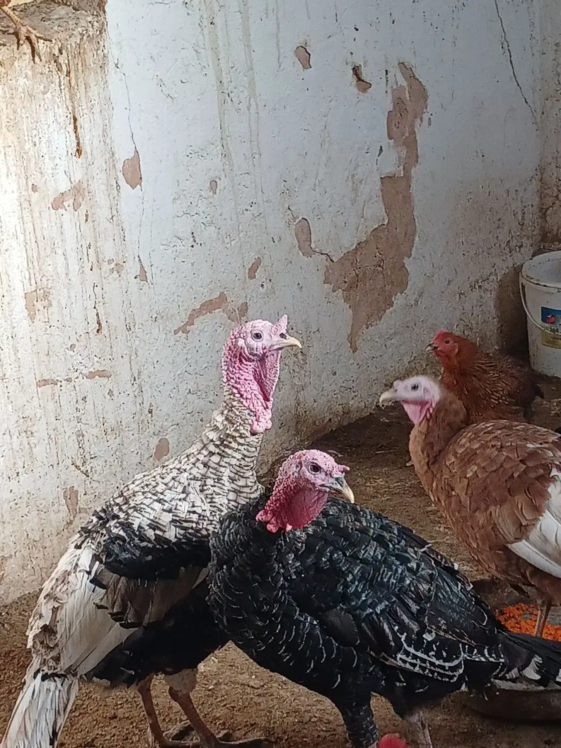 انواع مرغ خروس و بوقلمون|حیوانات مزرعه|سبزوار, امیر کبیر|دیوار