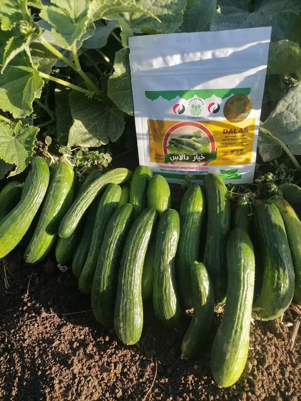 فروش بذر خیار اصلاح شده هیبرید|خدمات باغبانی و درختکاری|مریوان, |دیوار