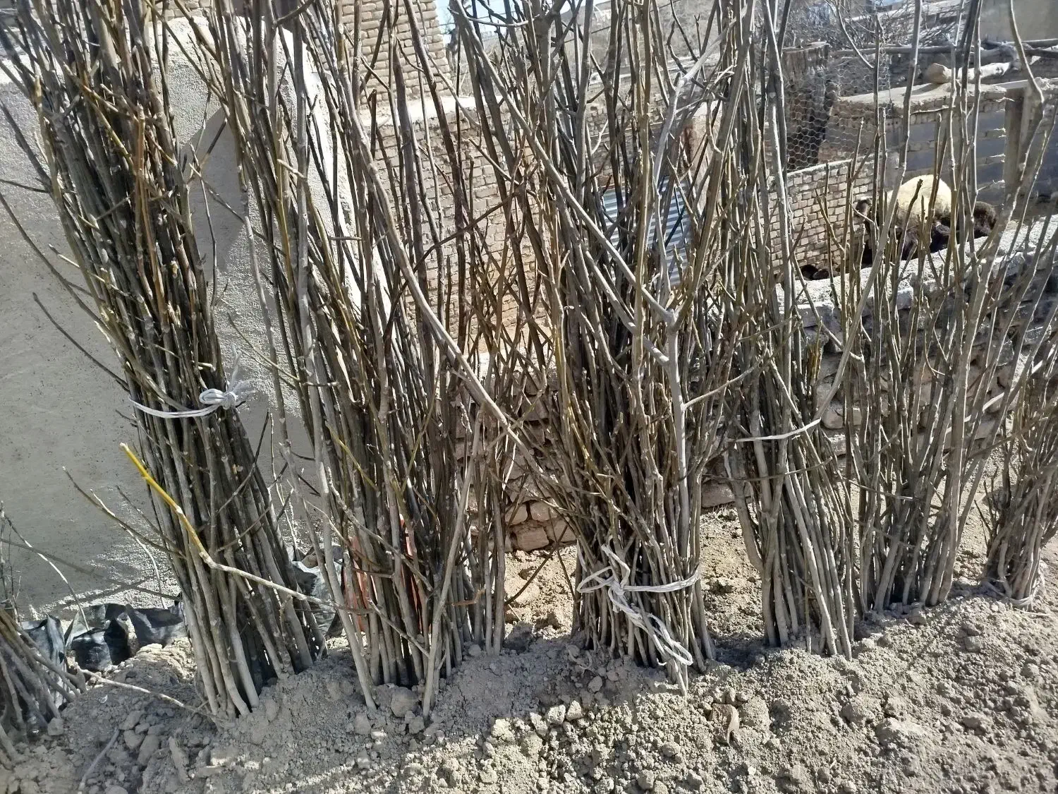 نهال گردو|خدمات باغبانی و درختکاری|طاغنکوه, |دیوار