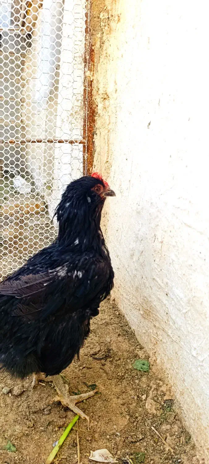 مرغ مرندی|حیوانات مزرعه|شیراز, باغشهر اهل بیت|دیوار