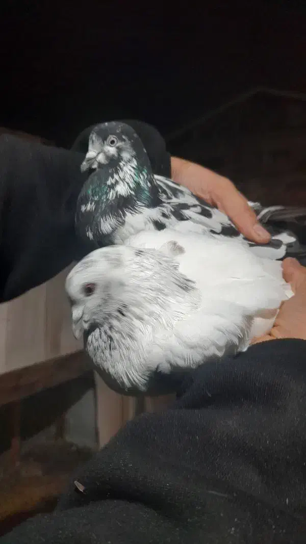 کبوتر سوسکی و جوزی|حیوانات|رشت, حمیدیان|دیوار