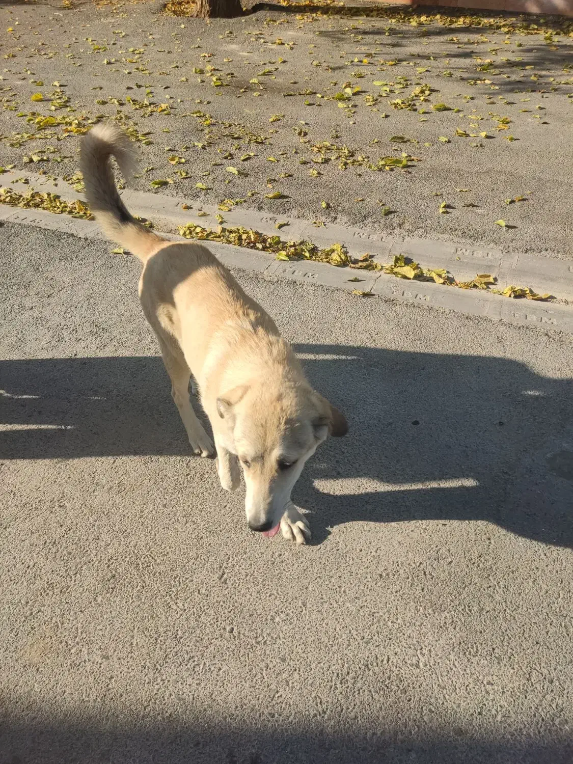 سگ سرابی ماده. به فروش می رسد فروش فوری همین امرو|سگ|شازند, |دیوار