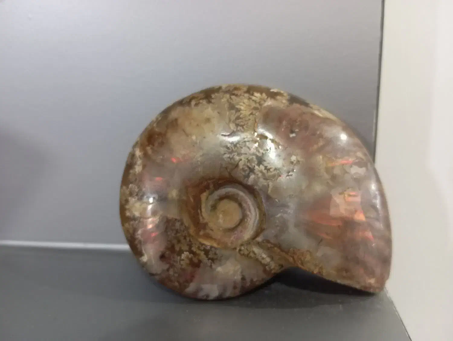 فسیل حلزون|کلکسیون اشیاء عتیقه|مشهد, سیلو|دیوار