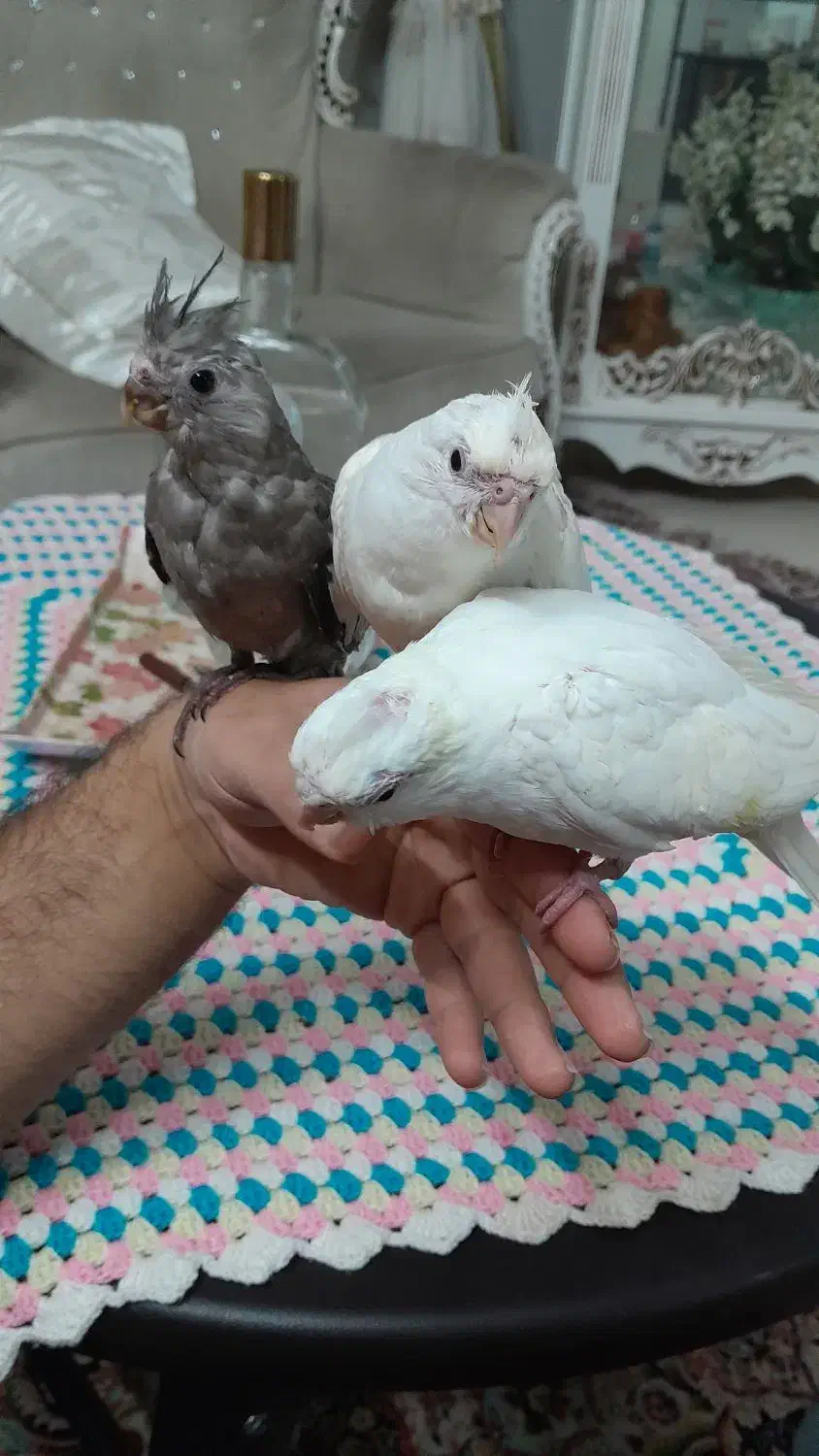 عروس هلندی البینو.|پرنده|فولادشهر, فولادشهر|دیوار