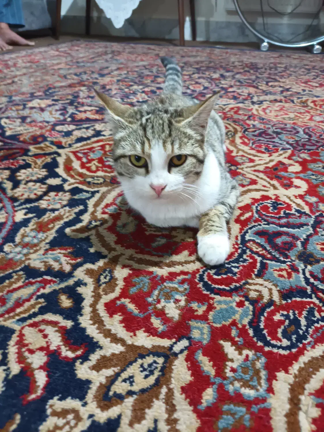 واگذاری گربه|گربه|زاهدان, |دیوار