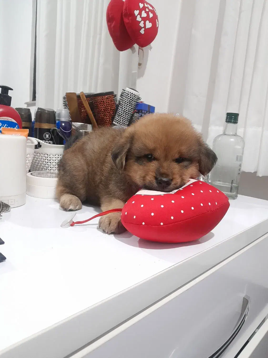 ۲ ماه|سگ|آستانه اشرفیه, |دیوار