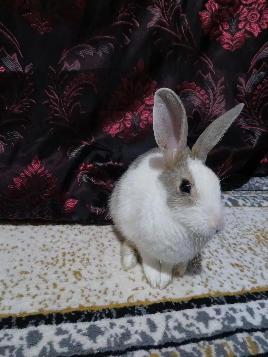 خرگوش|موش و خرگوش|پیشوا, |دیوار