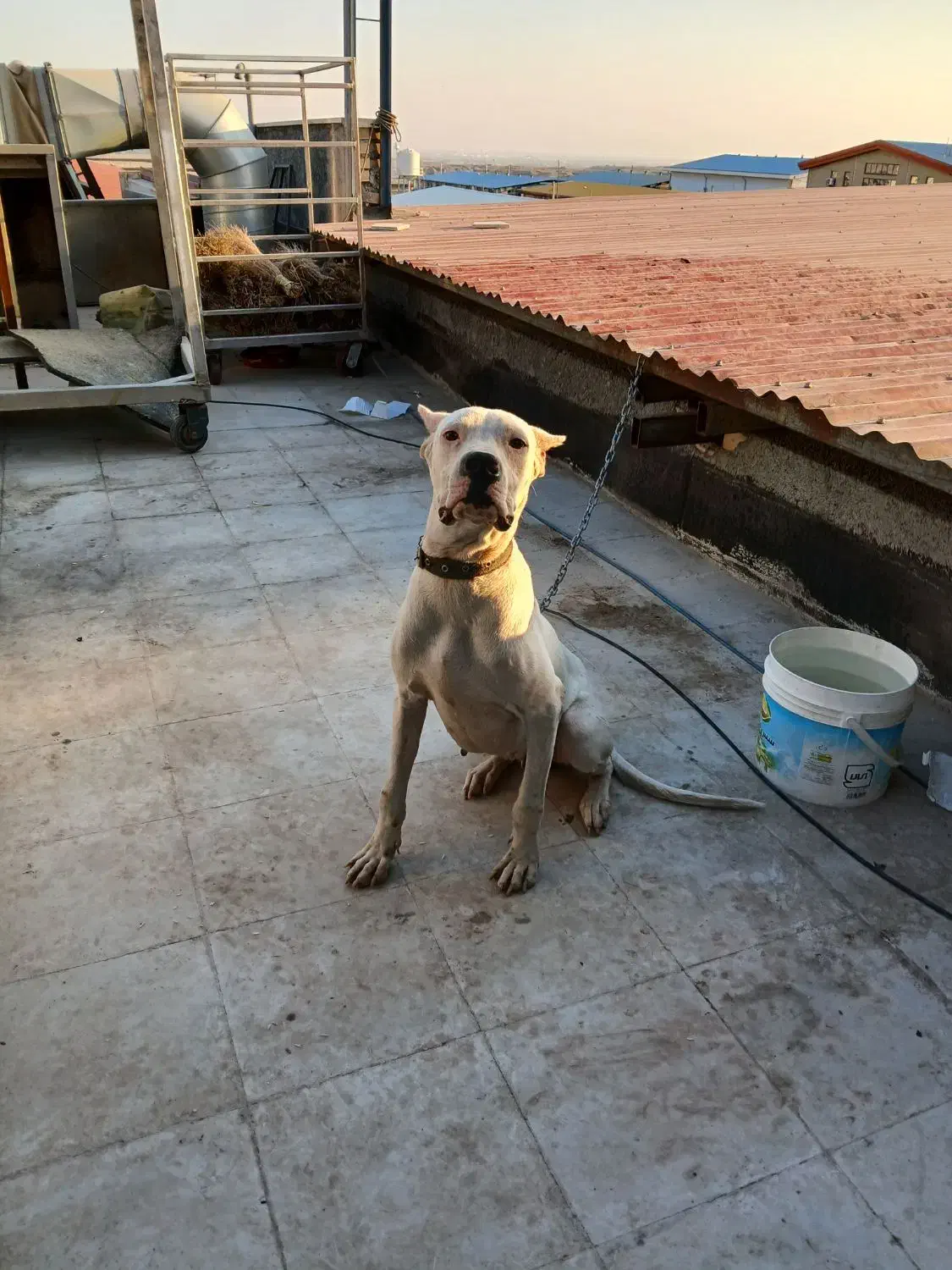 دوگوارژانتینی|سگ|رباط‌کریم, شهرک صنعتی نصیرآباد|دیوار