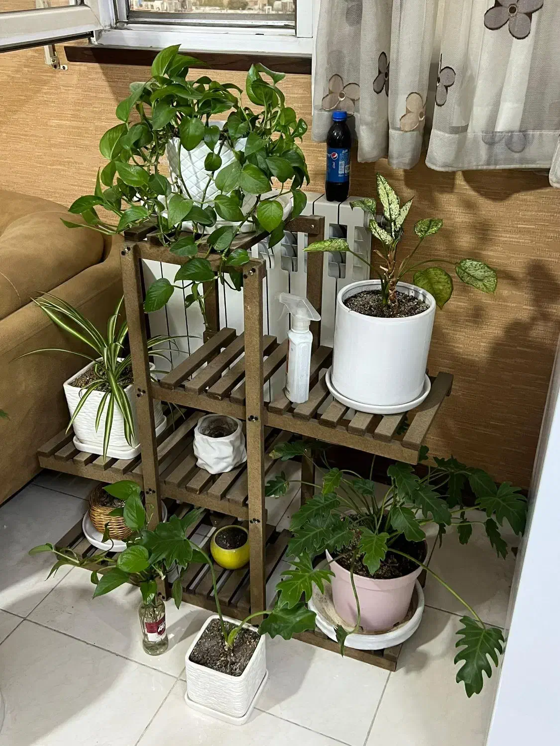 گلدان|گل و گیاه طبیعی|شیراز, آزادگان|دیوار