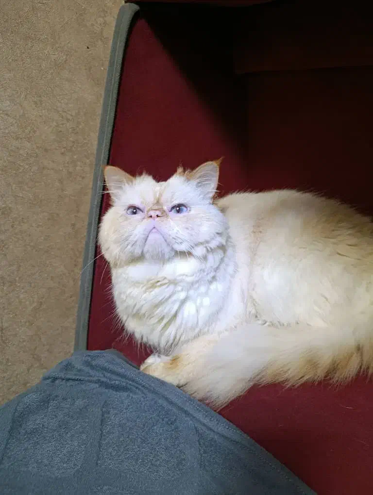 گربه پرشین نر برای جفت گیری|گربه|رشت, توشیبا|دیوار