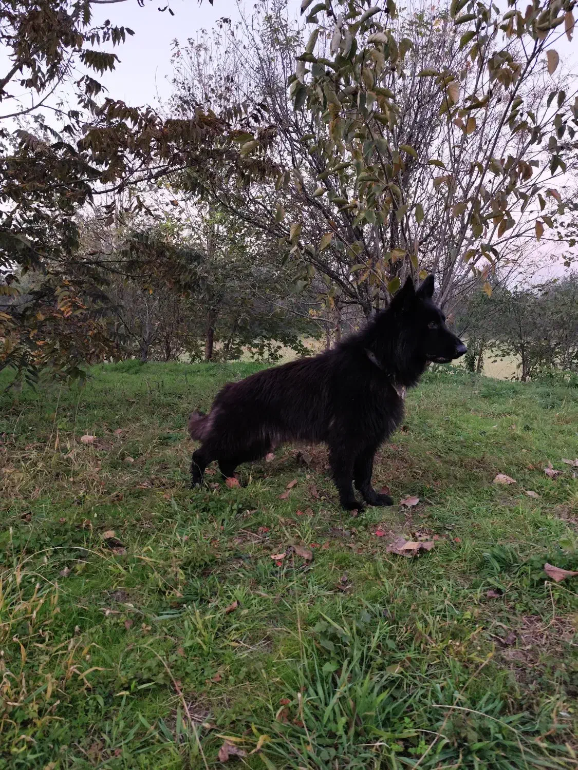 فروش سگ ژرمن بلک نر|سگ|رودسر, |دیوار