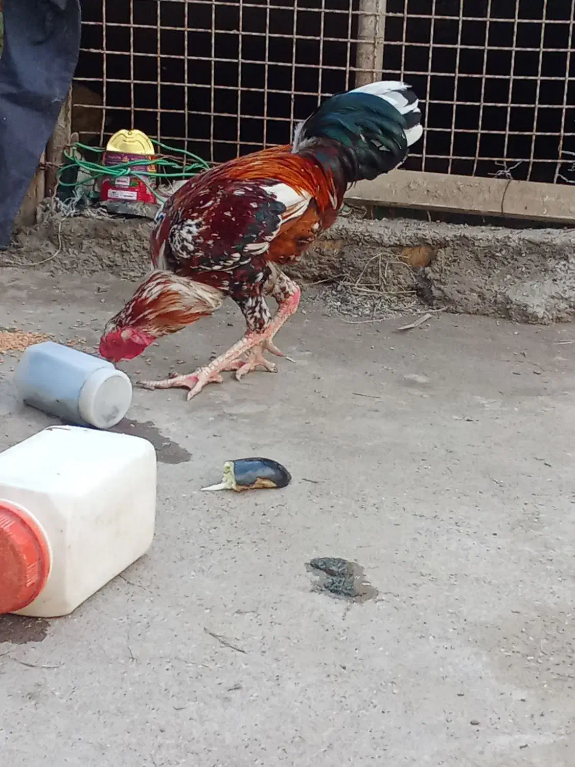 خروس محلی وچابهاری|حیوانات مزرعه|تخت, |دیوار