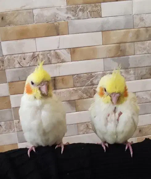 عروس هلندی|پرنده|تهران, کرمان|دیوار