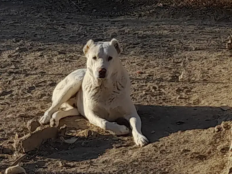 سگ نگهبان|سگ|کرج, باغستان|دیوار